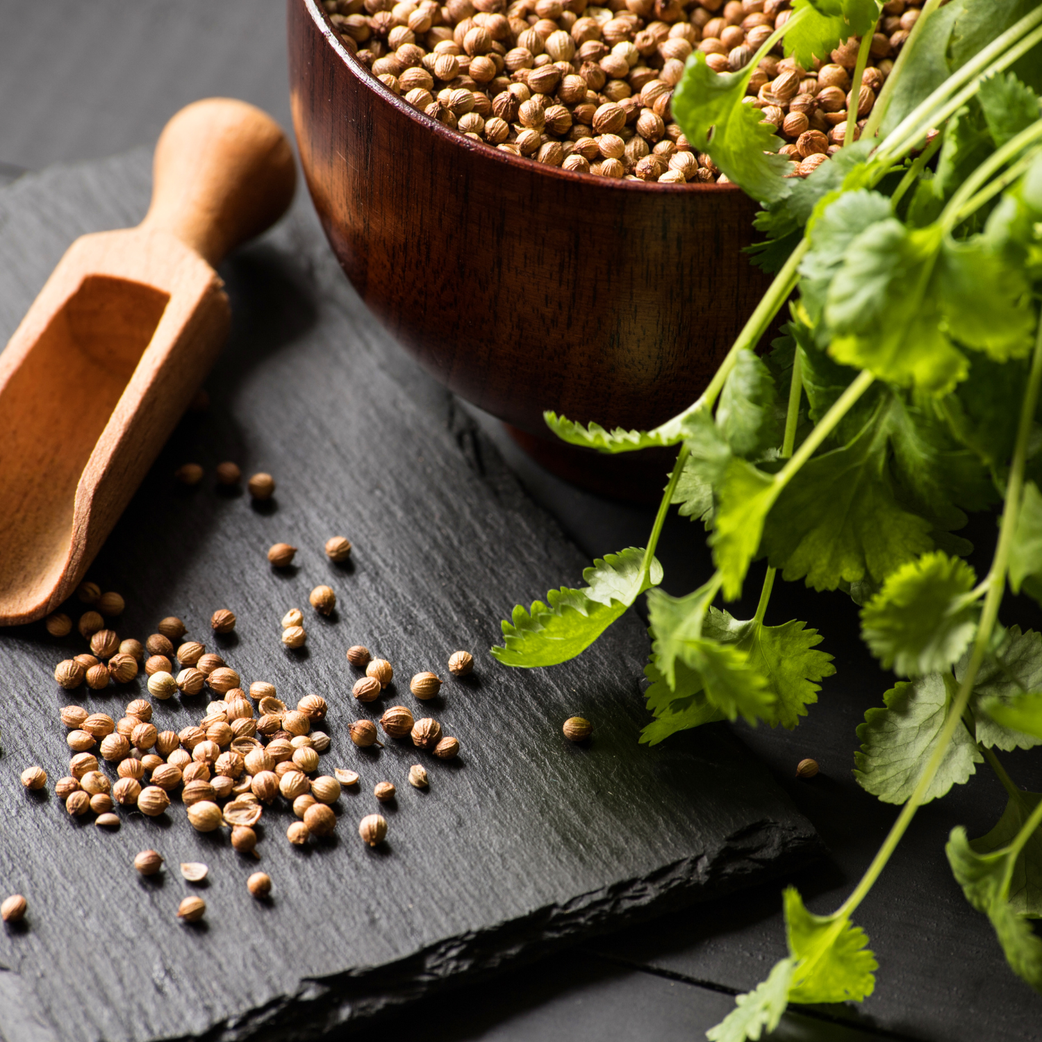 coentro fresco e sementes