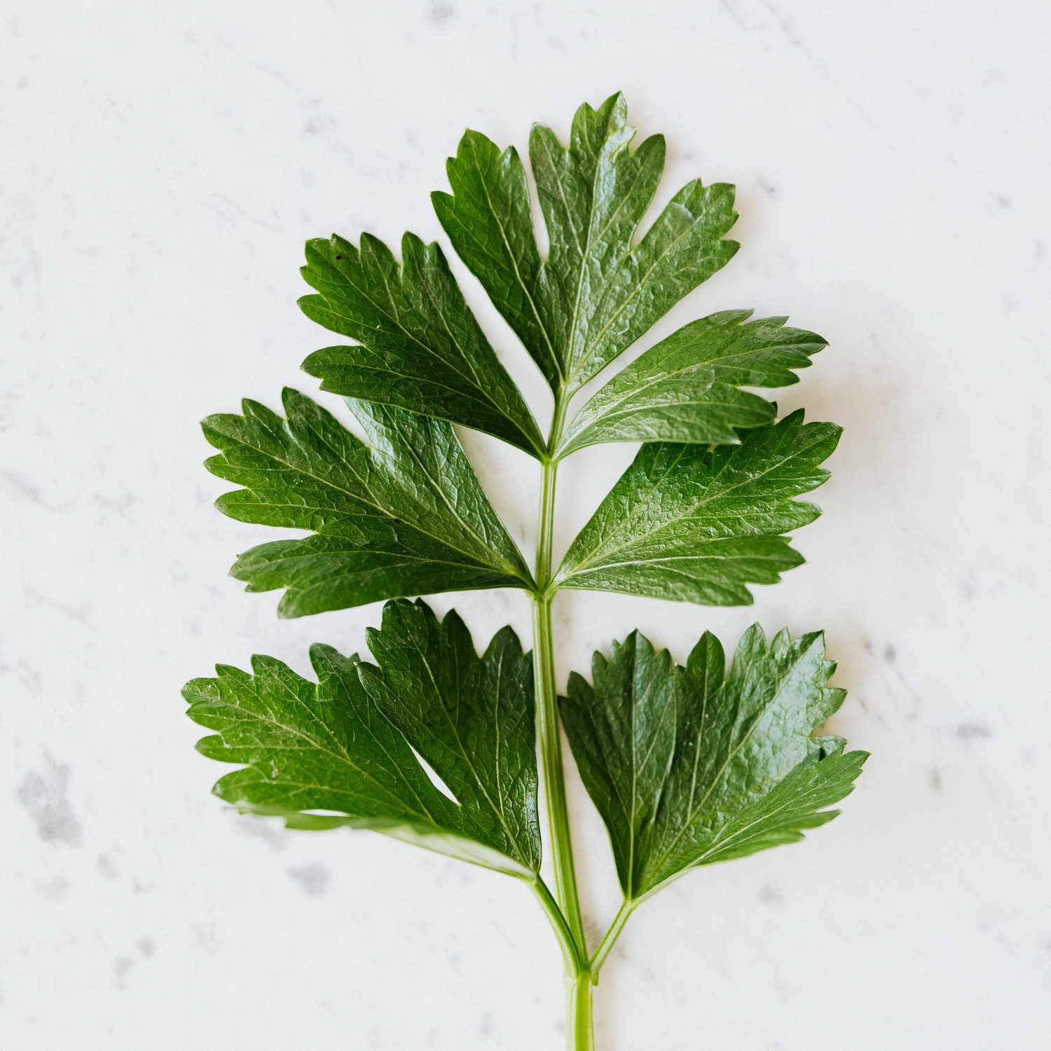 Sem saber o que fazer. Cheio de mato e hera venenosa/não venenosa. Que  merda eu posso fazer pra acabar com isso? : r/landscaping, image size:1500x1500