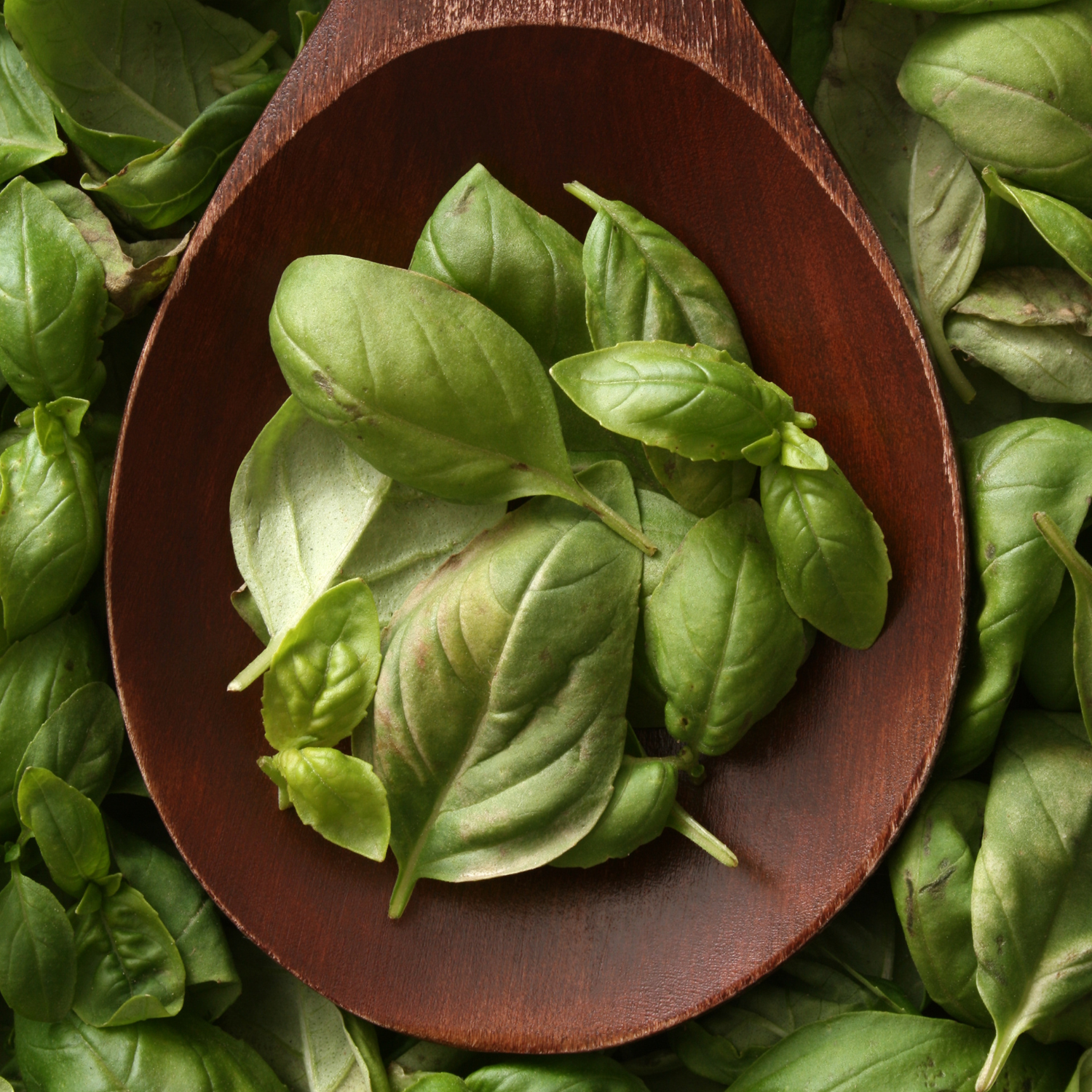 Segredos do Manjericão