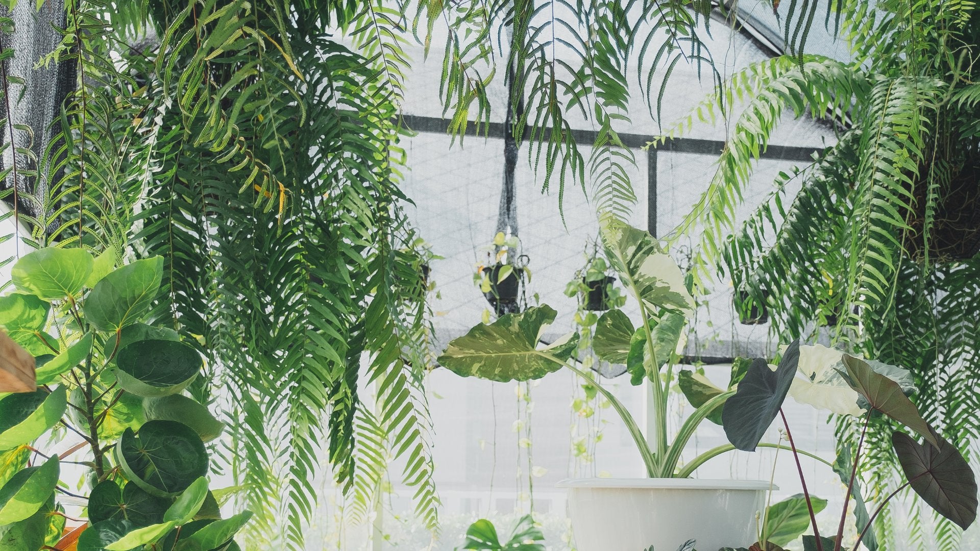 Regador Minimalista - Jardim