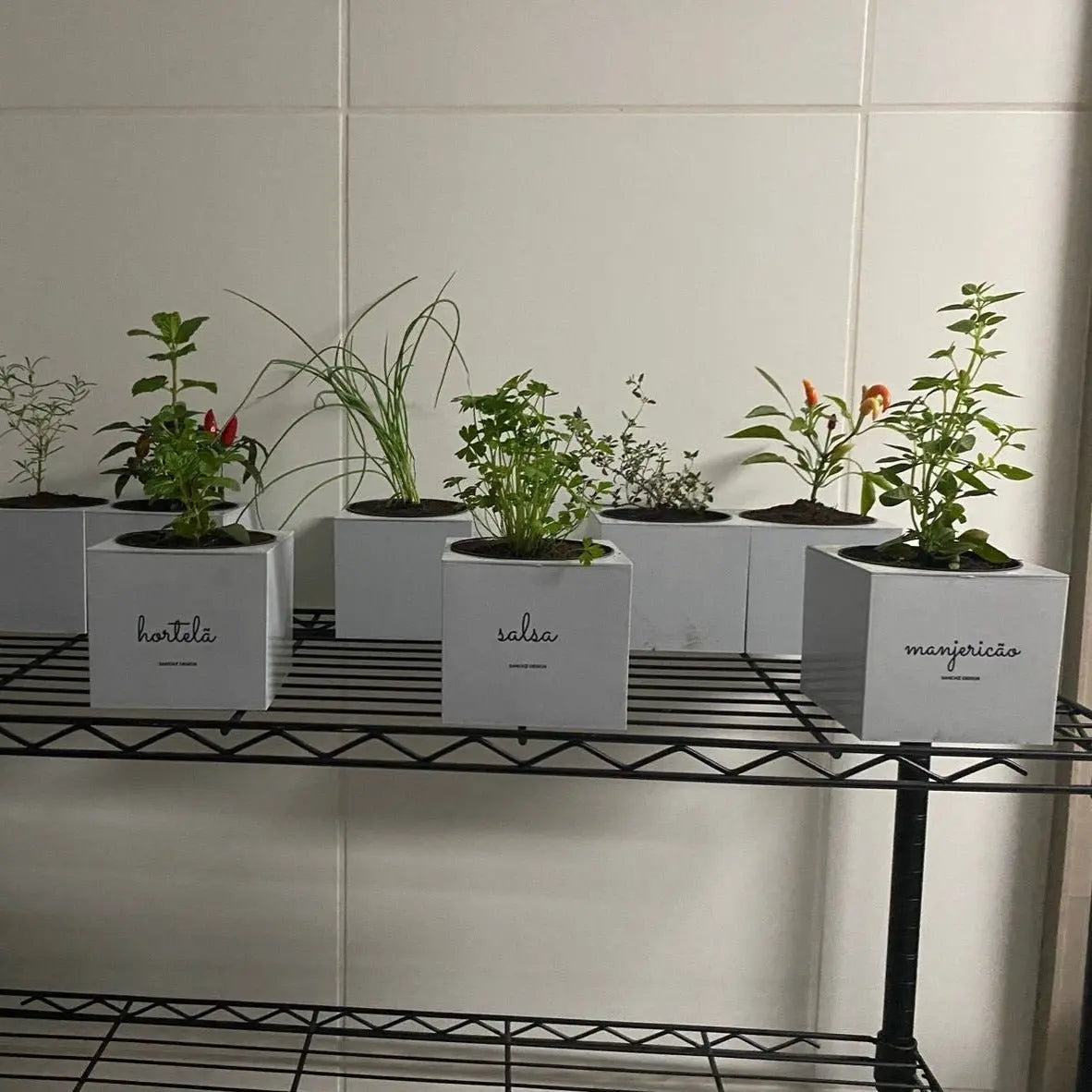 Kit Vasos Quadrados Autoirrigáveis Minha Horta