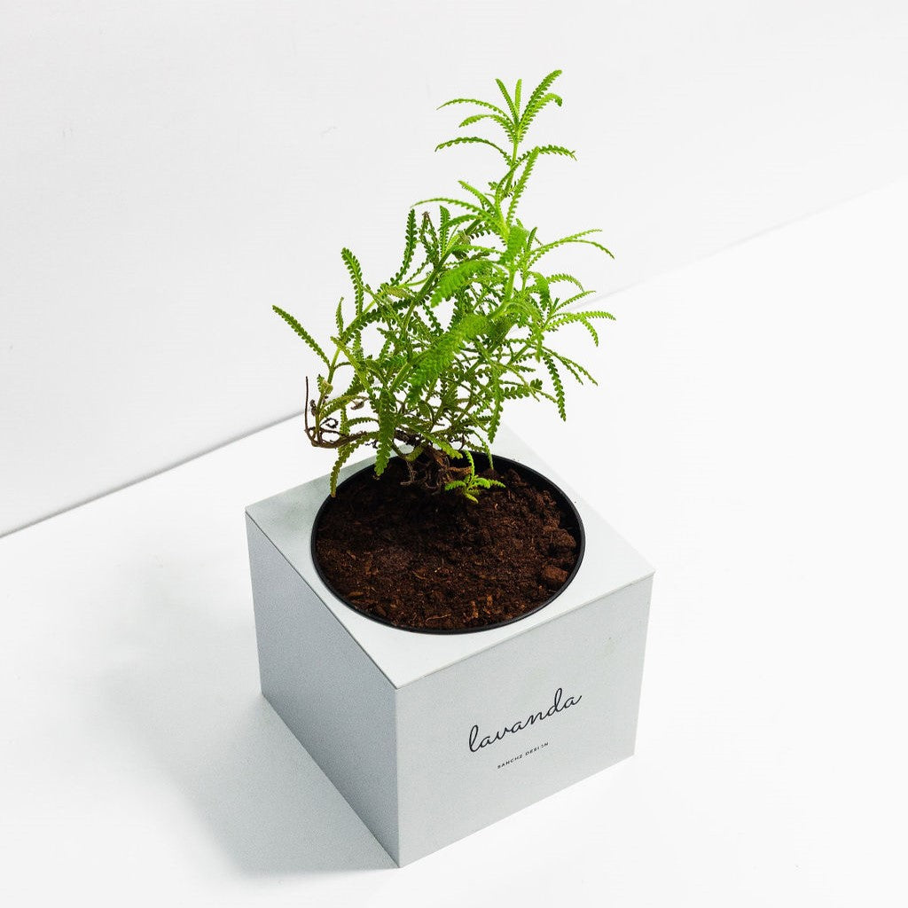 Kit Minha Horta Urbana Autoirrigável Chá