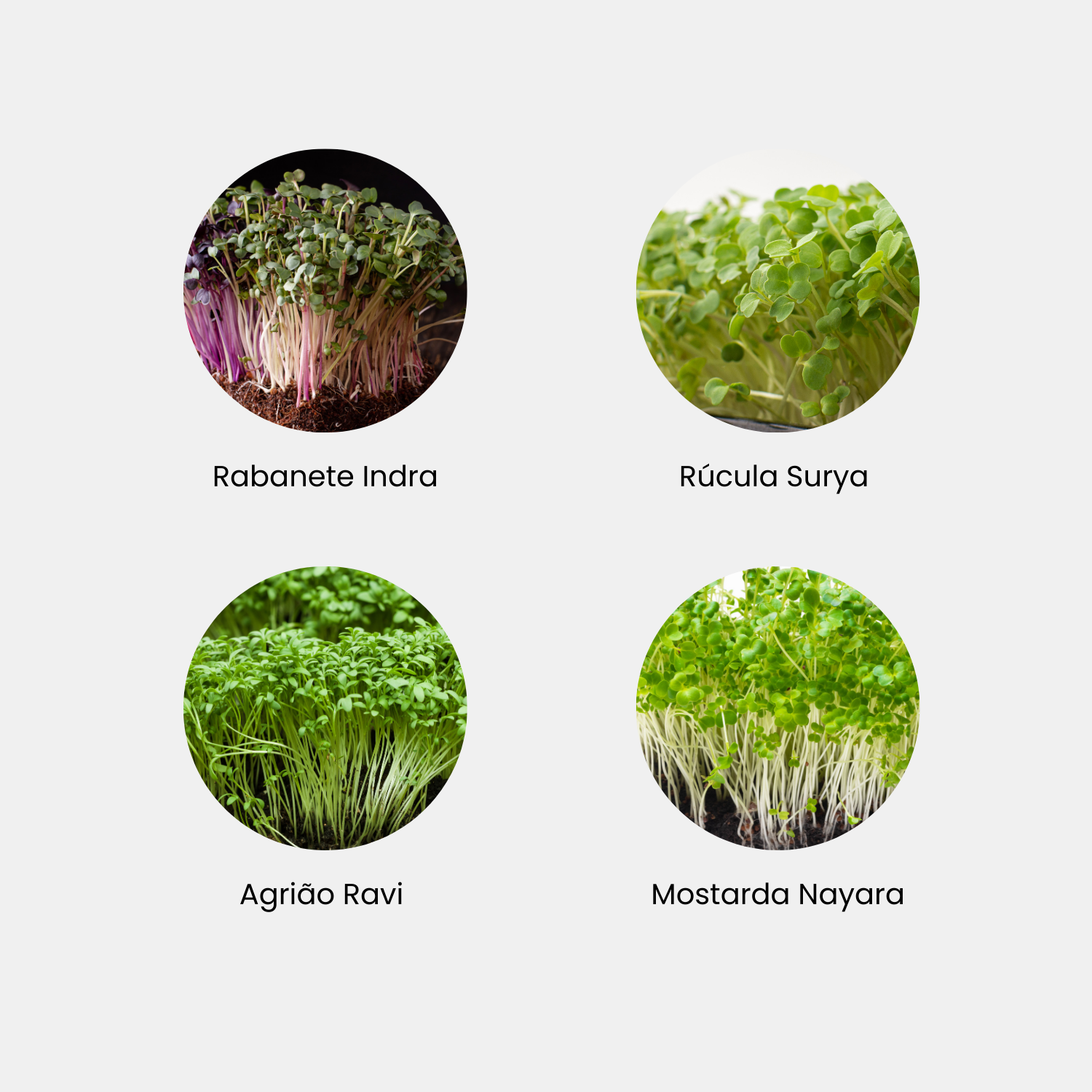Kit Plantio Microverde