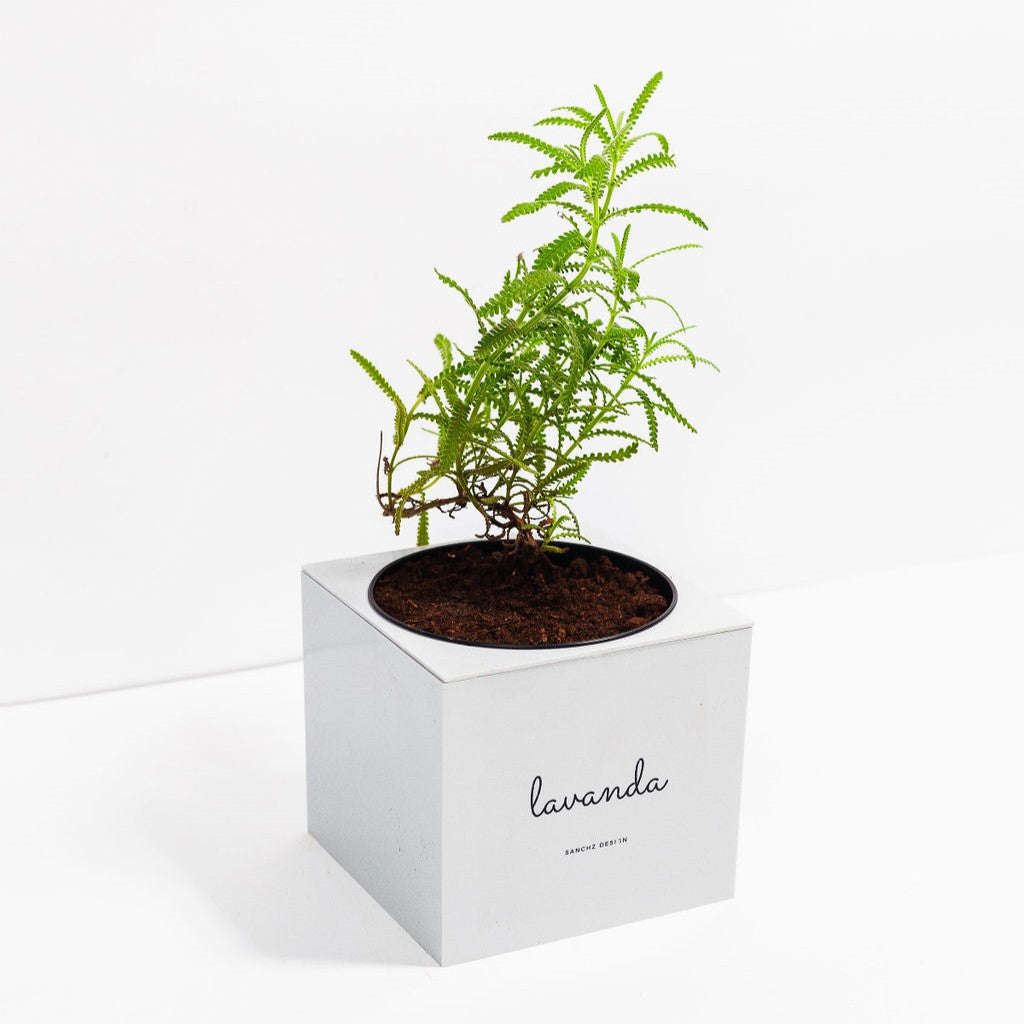 Kit Minha Horta Urbana Autoirrigável Chá