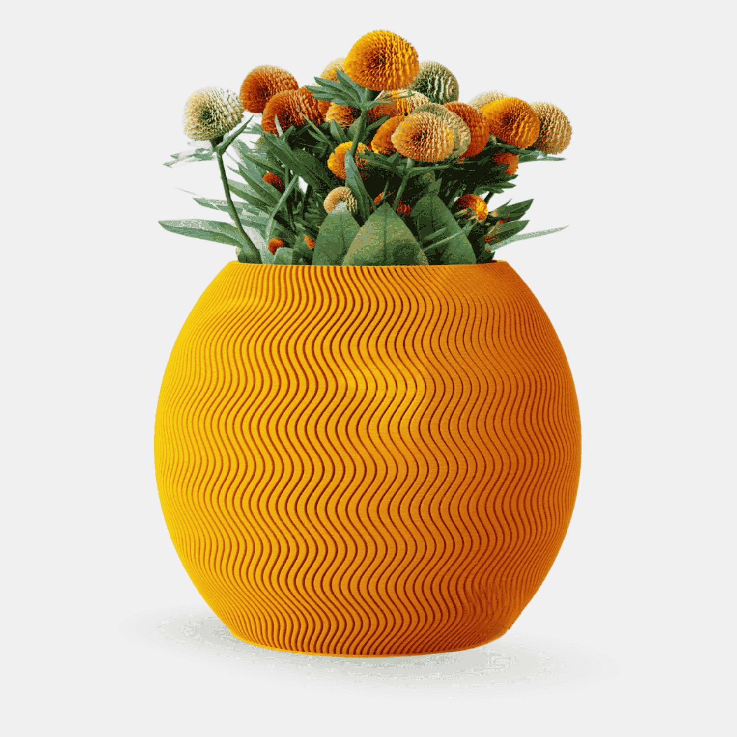 vaso riplis capa