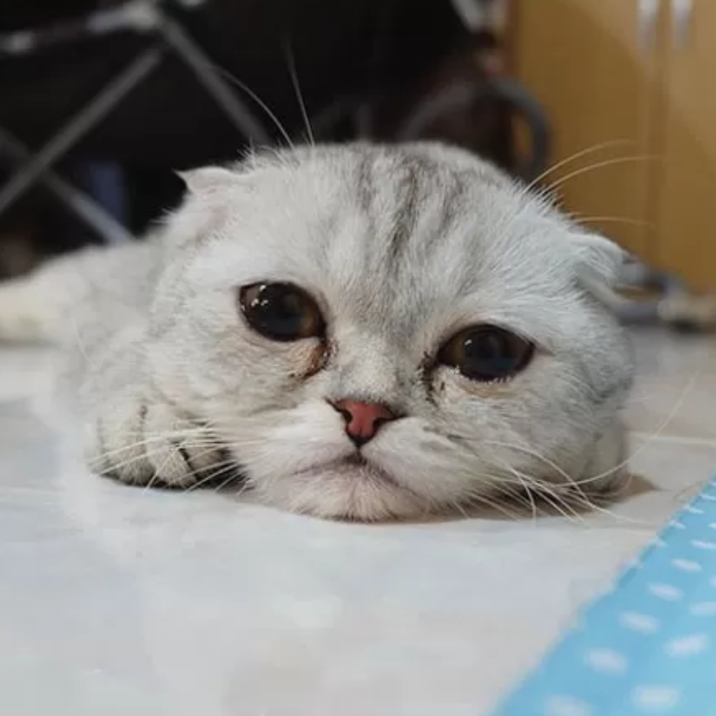 gatinho-triste