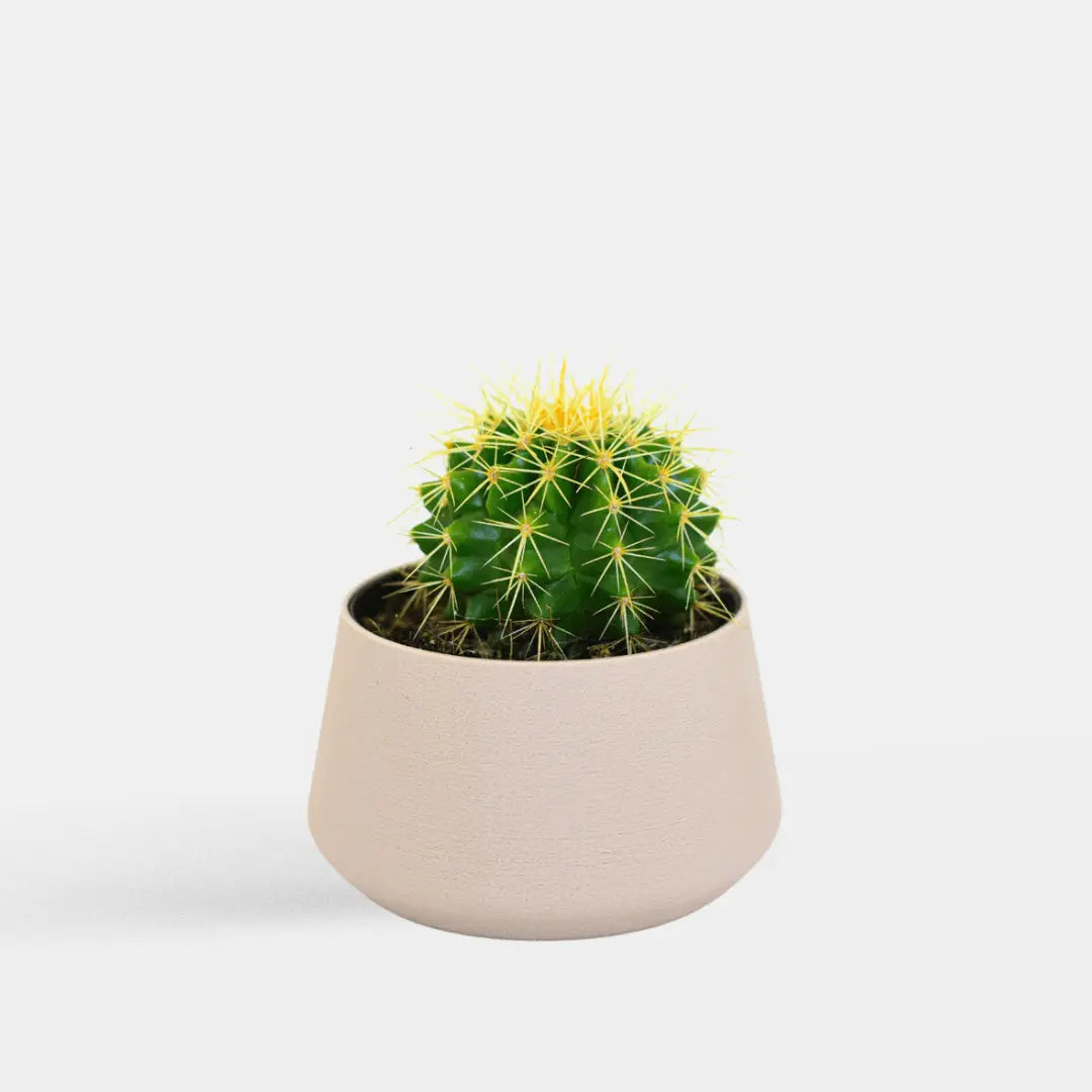 Vaso Cactus