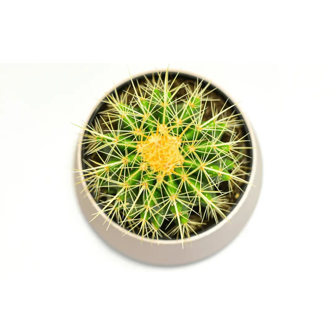 Vaso Cactus