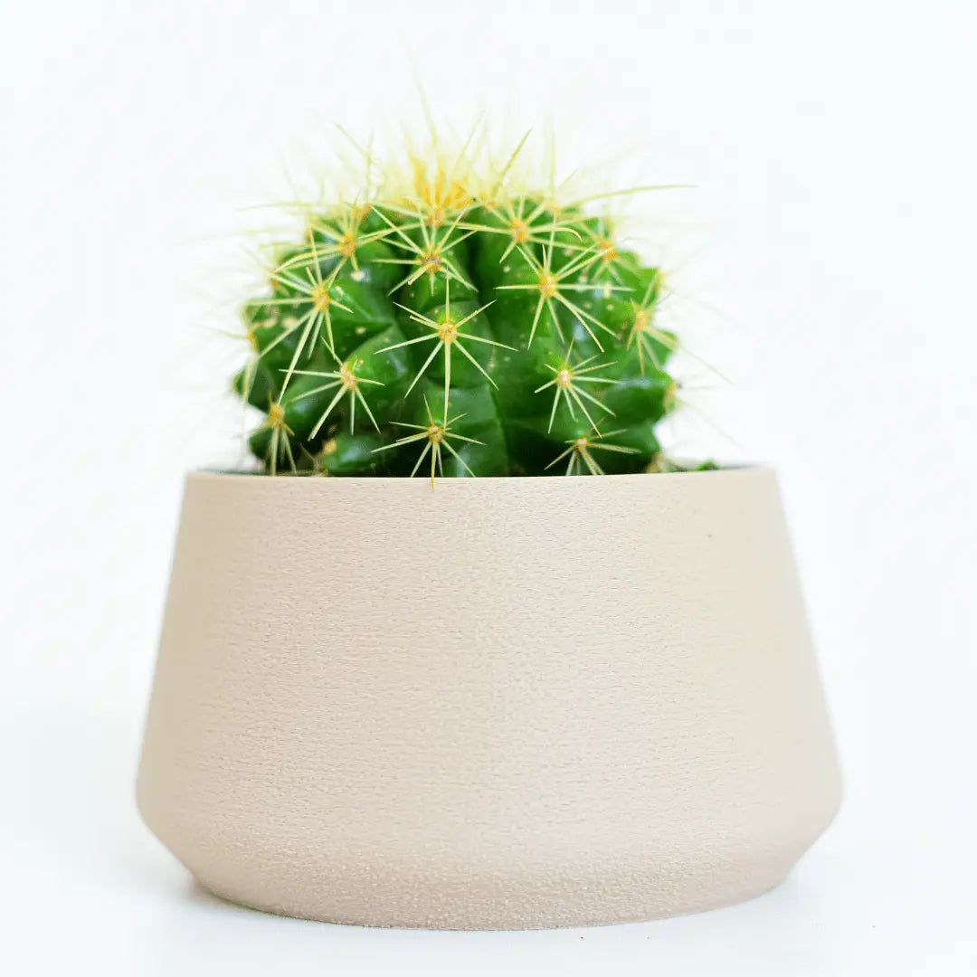 Vaso Cactus