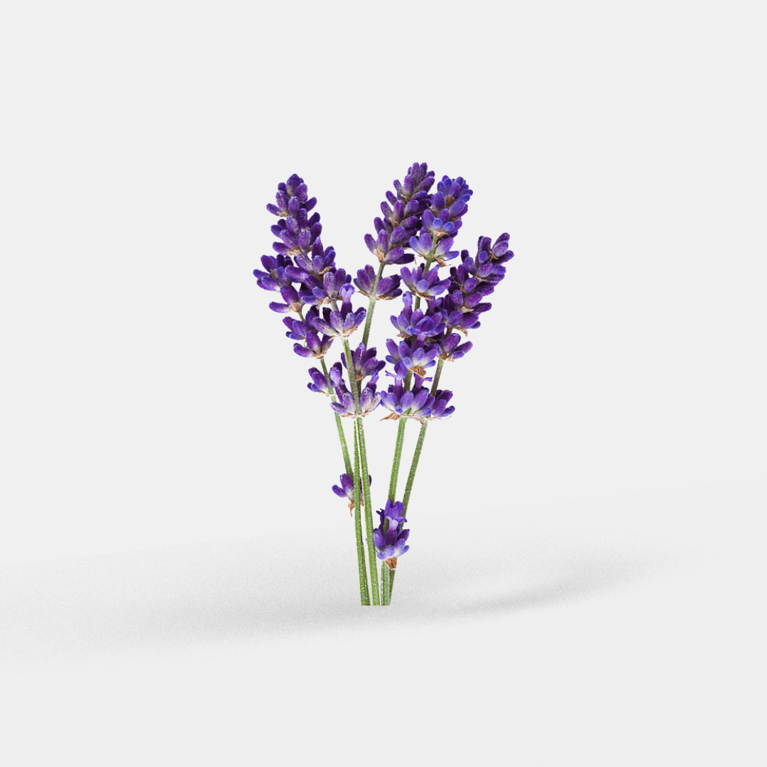 lavanda